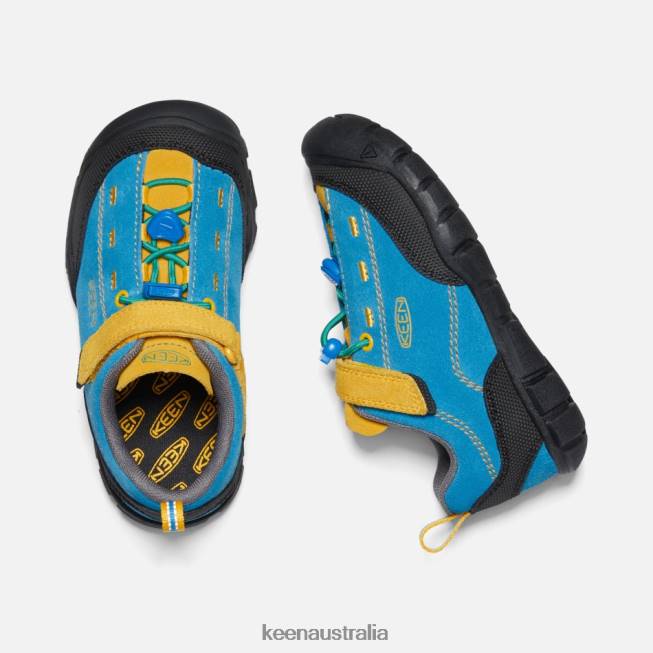 H68B19 Brilliant Blue-Golden Rod Keen Younger ' Jasper II